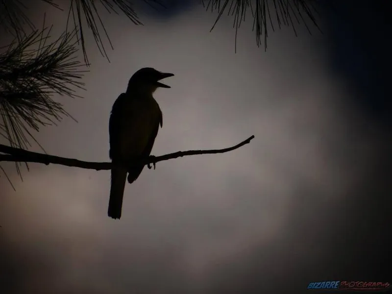 Silueta de un pajarito cantando sobre una rama de pino